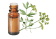 Olio essenziale di Sedano