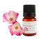 Huile de Rose Musquée du Chili BIO