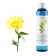 Idrolato di Inula odorosa di Corsica BIO