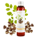 Huile de Moringa BIO vierge