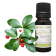 Olio essenziale di Gaultheria procumbens (Wintergreen)