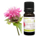 Huile essentielle de Monarde fistuleuse