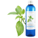 Ravintsara Hydrosol