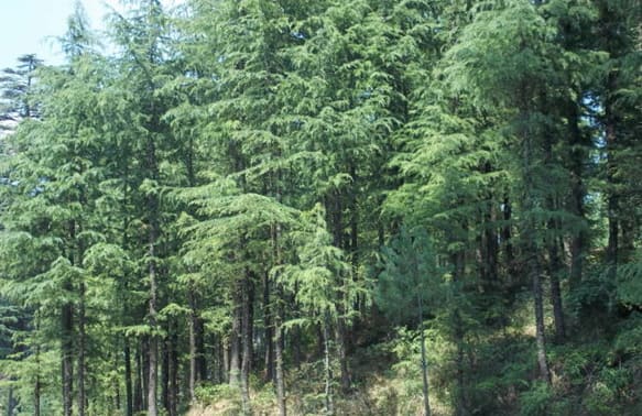 composition cedre 2 900x584