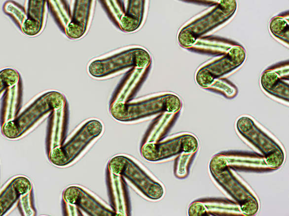 Spiruline-algue-bleue