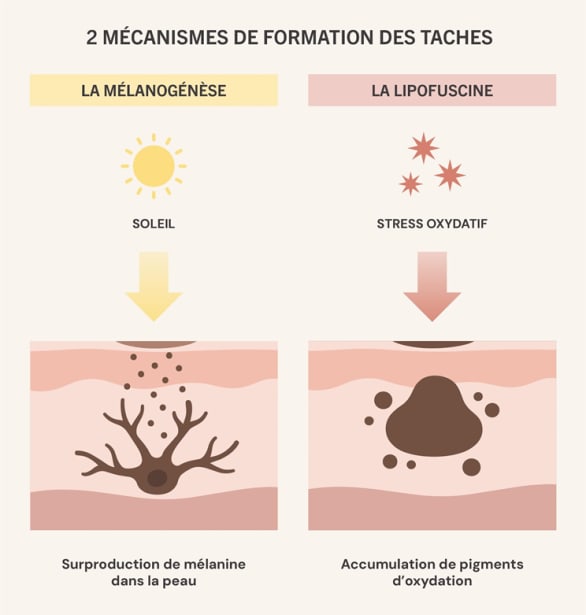 Les mécanismes au cœur de l’apparition des taches