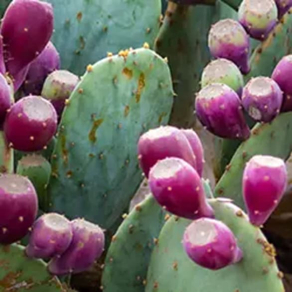 Visuel_Figuier-de-Barbarie_Nopal_250px250px.webp