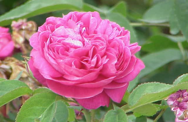 composition rosa Damascena 1 900x584