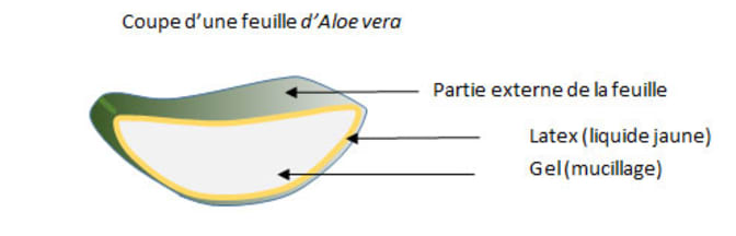 aloe-vera.jpg