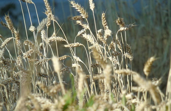 paglia di grano
