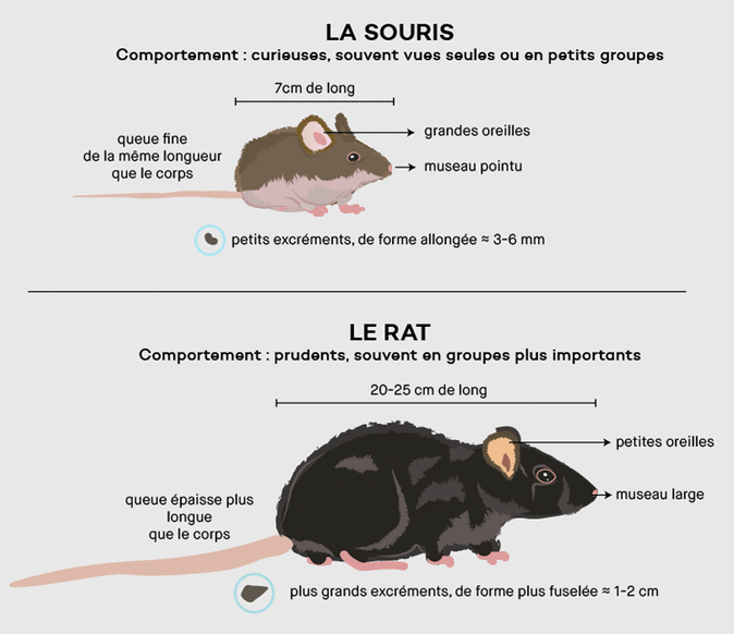 souris-et-rat.gif