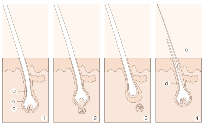fasi ciglia