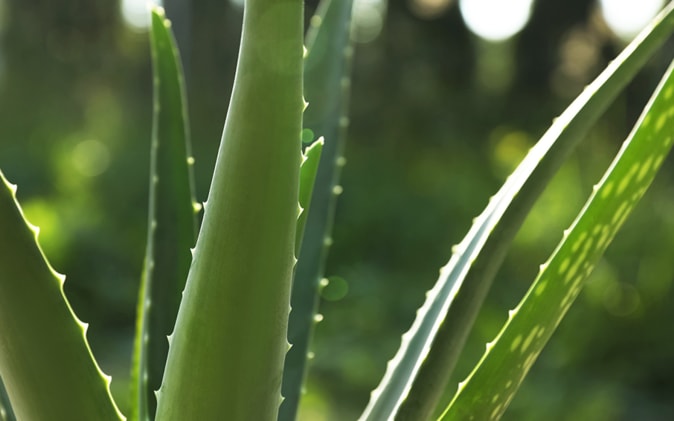 Aloe Vera