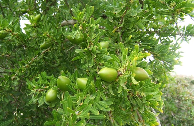 composition argan 900x584