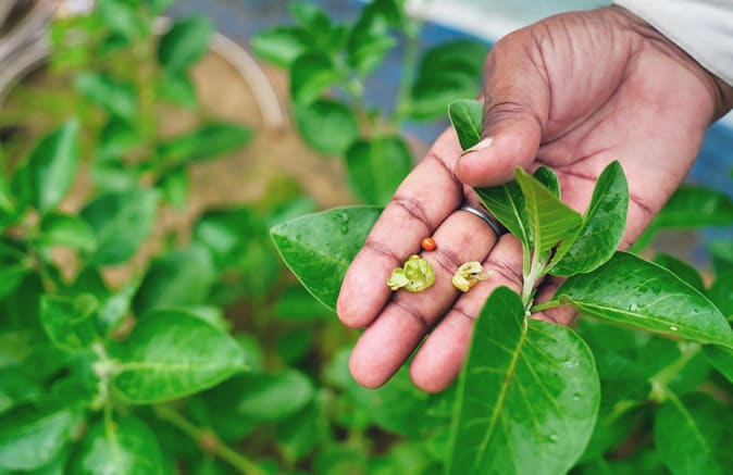 culture ashwagandha