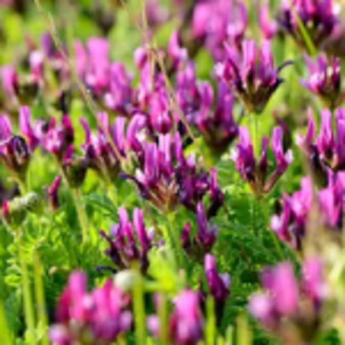 IMG_SA_Poudre-d-Astragale_2_250px250px