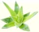 plante-gel-aloe-vera