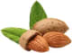 plante_amande.webp