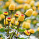 Fleurs-de-Spilanthes 180px180px