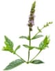 plante_menthe-verte