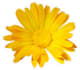 plante_calendula