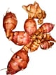 InulineBio01_PresentationFruit