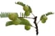 plante-amla