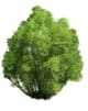 acide salicylique vegetal