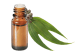 FT-Plante HE-Eucalyptus-smithii-removebg-preview