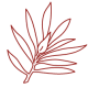 rooibos