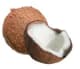 plante_coco.webp