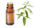 FT-Plante HE-Verveine-odorante-removebg-preview