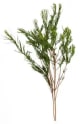 visuel-plante_Tea-tree_0