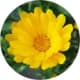 SavonDouceurLaitAnesse09_CompositionMaceratCalendulaBio