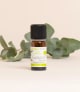 Huile essentielle d'Eucalyptus globulus