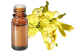 FT-Plante HE-Ylang-ylang-III-removebg-preview