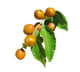 Plantes_Sidr