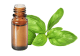 FT-Plante HE-Basilic-Tropical-removebg-preview