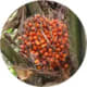 SavonIlluminateur09_CompositionHuilePalmePalmisteBio