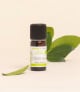 Huile essentielle Myrte rouge