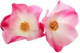 plante_rose-musquee.webp