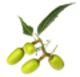 Neem