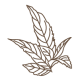 menthe poivree