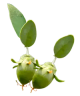 jojoba_wikipedia