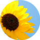 tournesol