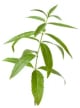 plante-verveine-odorante-bio