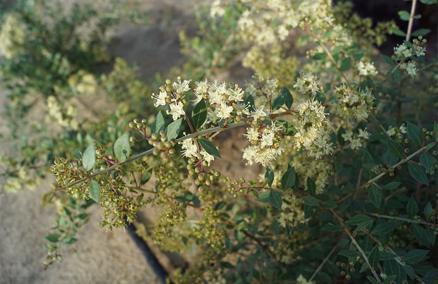 composition henné rajasthan 1 900x584