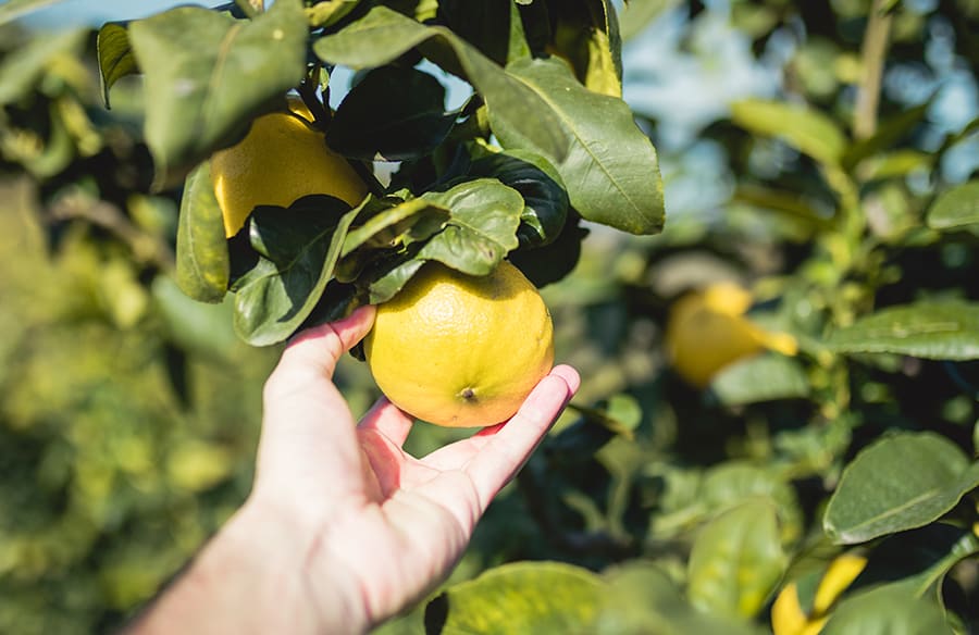 Produit-exception_he-bergamote