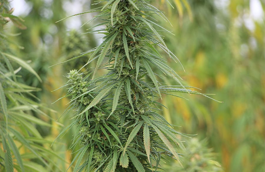 composition cbd 1 900x584