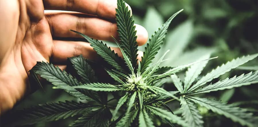 Grande-photo_CBD_Cannabis-sativa